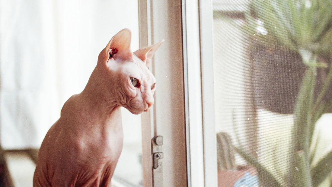 Sphynx en bonne santé, couvert par une assurance chat