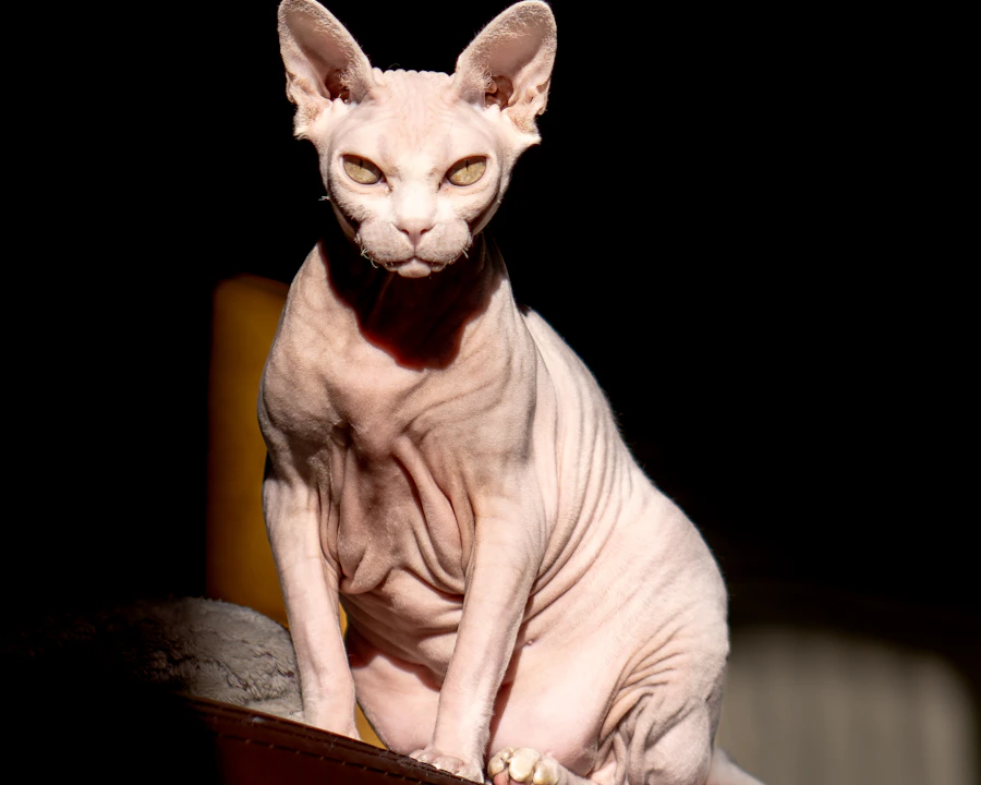 Sphynx en bonne santé : comparatif des meilleures assurances