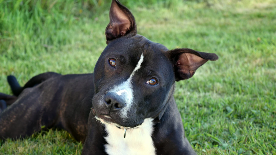 Staffordshire Bull Terrier en bonne santé, couvert par une assurance chien