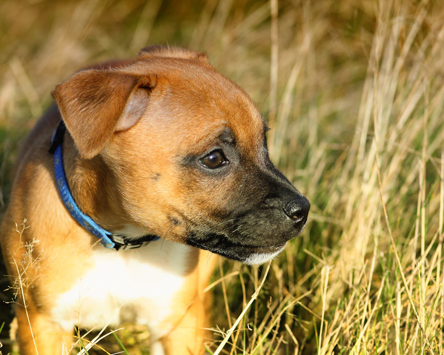 Staffordshire Bull Terrier en bonne santé, illustration assurance chien