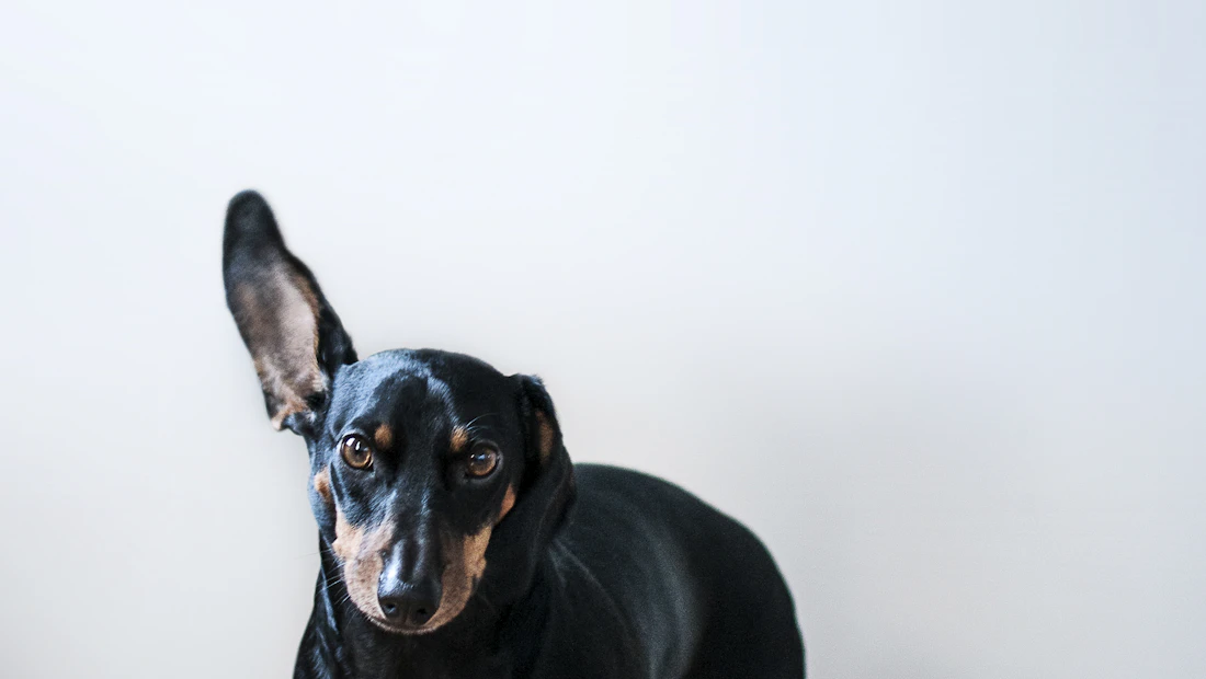 Teckel en bonne santé, couvert par une assurance chien