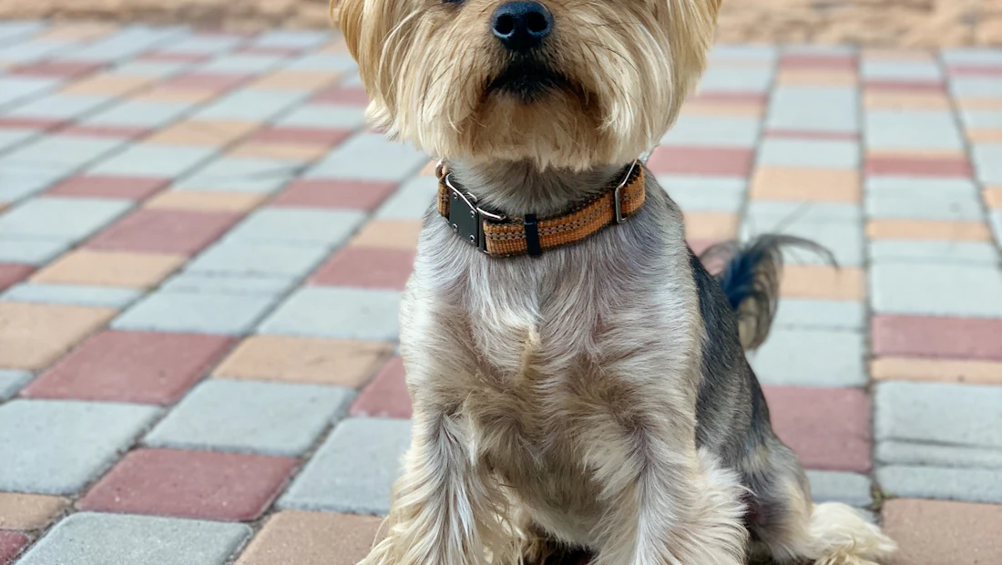 Yorkshire Terrier en bonne santé, couvert par une assurance chien