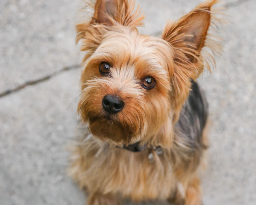 Yorkshire Terrier en bonne santé : comparatif des meilleures assurances