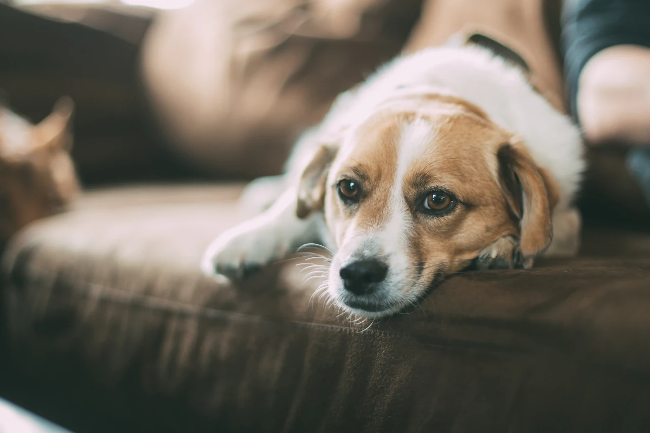 Chien fatigué allongé sur un canapé
