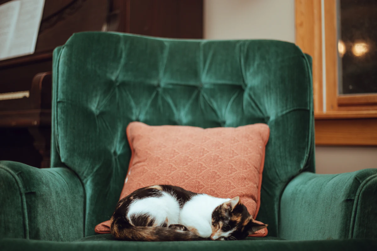 Un chat âgé qui se repose tranquillement