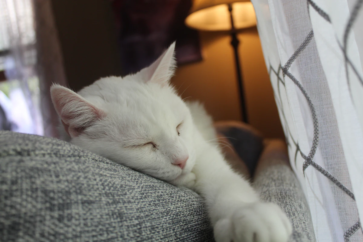 Un chat âgé qui se repose tranquillement