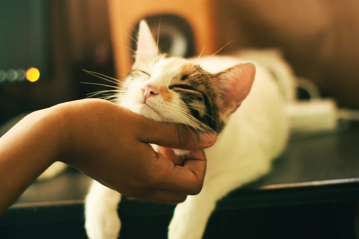Un chat ausculté par un vétérinaire en consultation