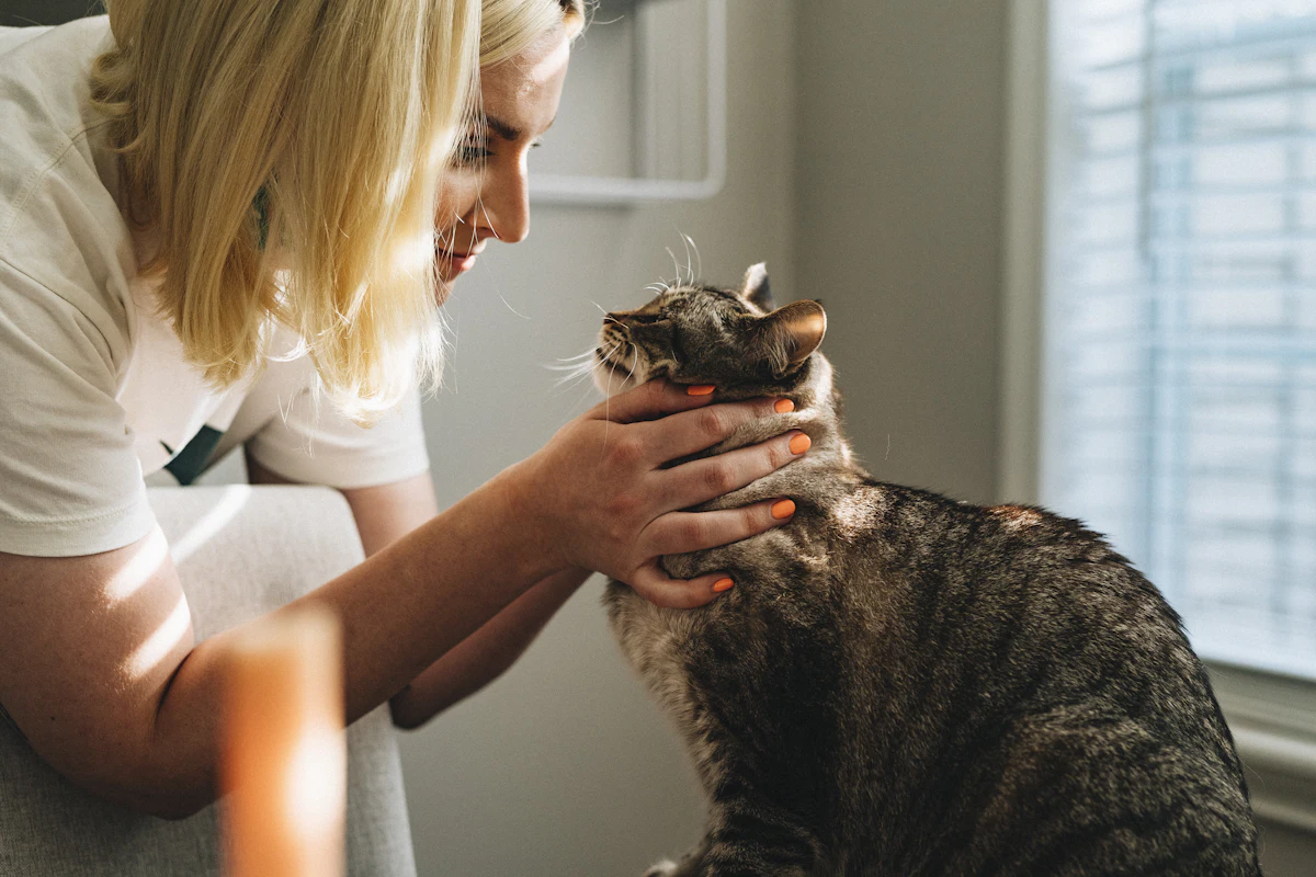 Un chat ausculté par un vétérinaire en consultation