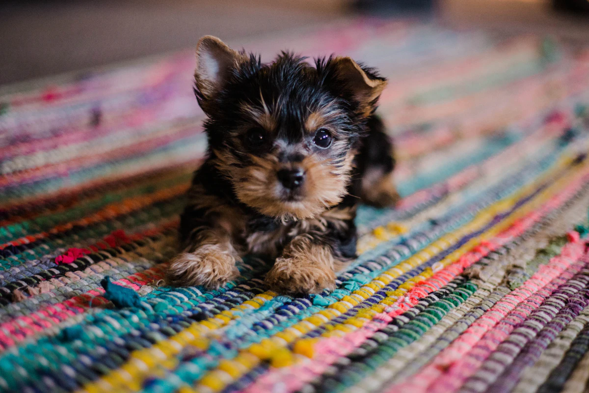 Un chiot en pleine découverte