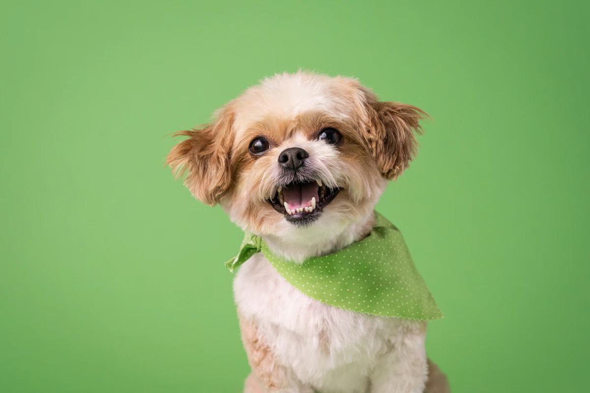 Un chien qui montre ses dents en gros plan