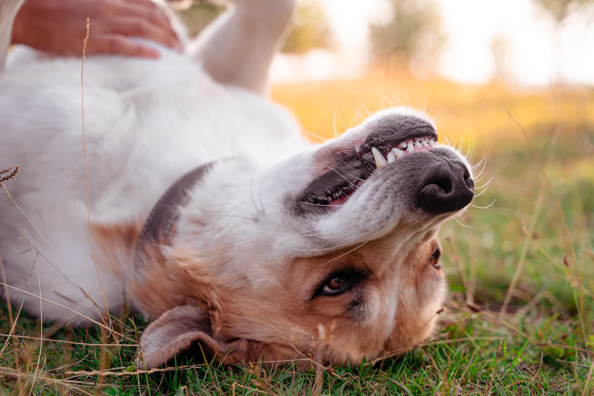 Un chien qui montre ses dents en gros plan