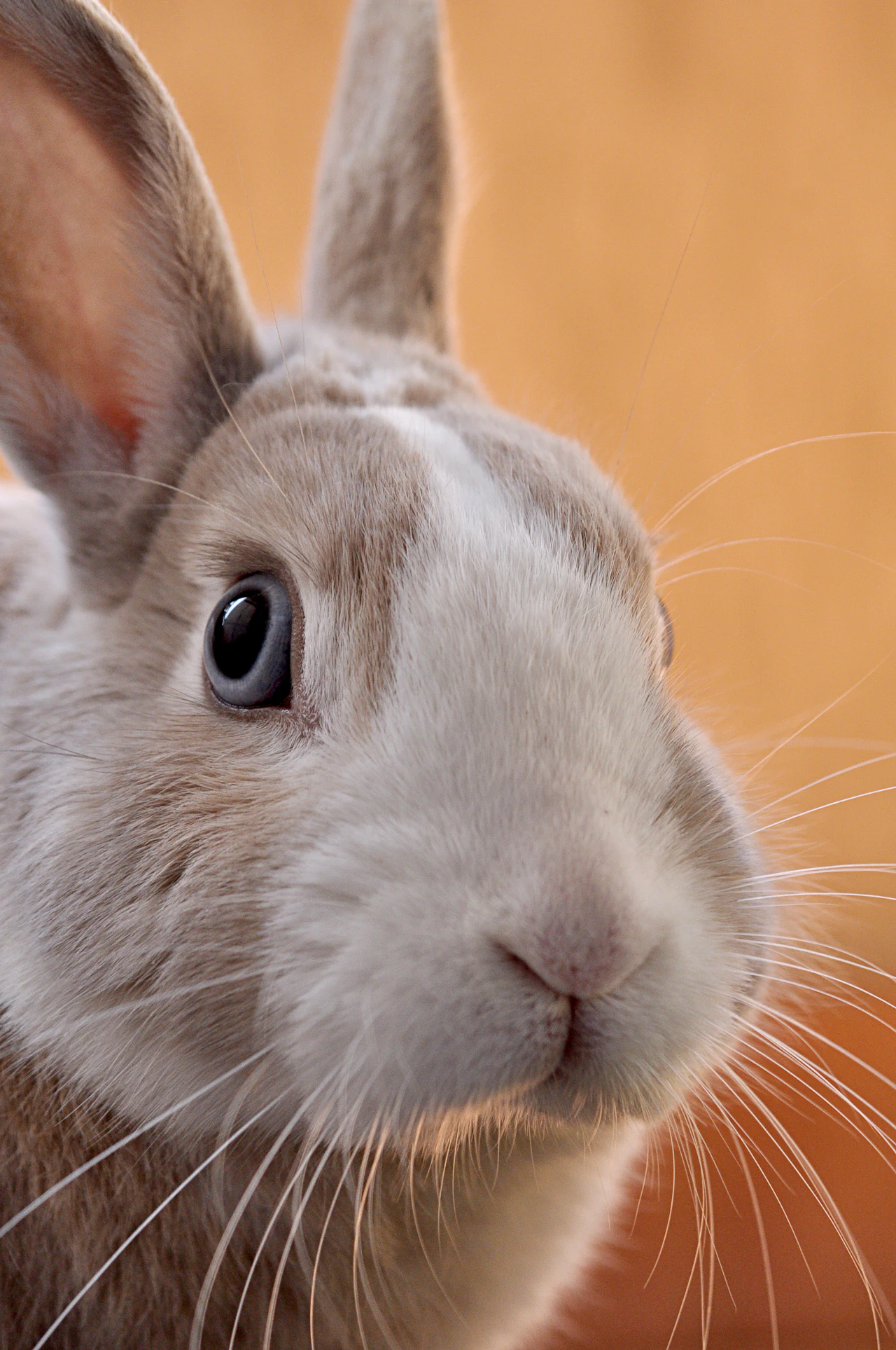 Lapin de compagnie en gros plan, nouvel animal de compagnie