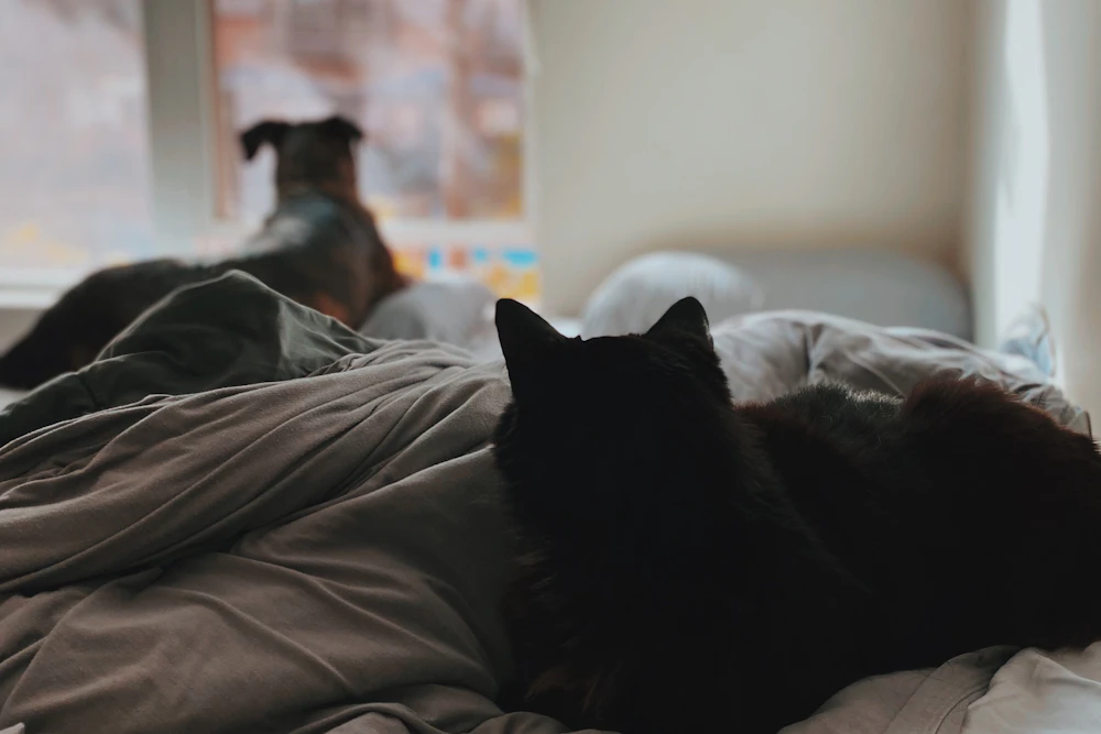 Chien et chat en bonne santé à la maison