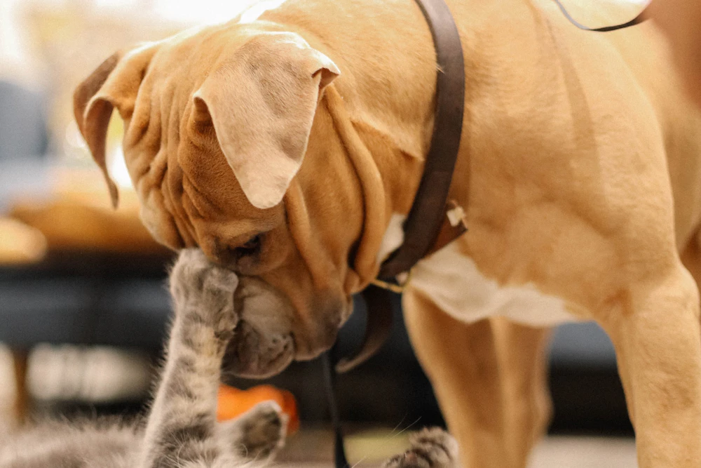 Chaton et chiot, animaux de compagnie assurés