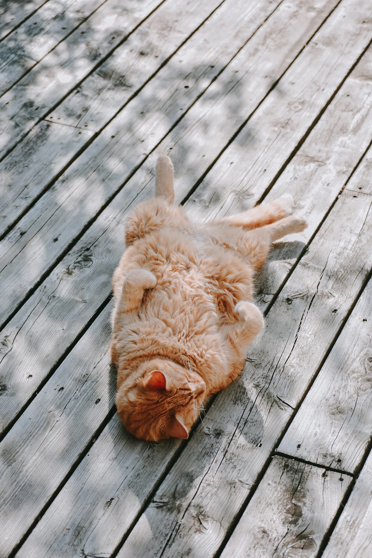 Chat roux allongé au sol qui a chaud en été