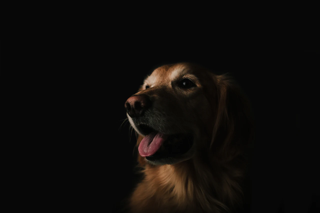 Chien qui halète la langue tirée à cause de la chaleur en été
