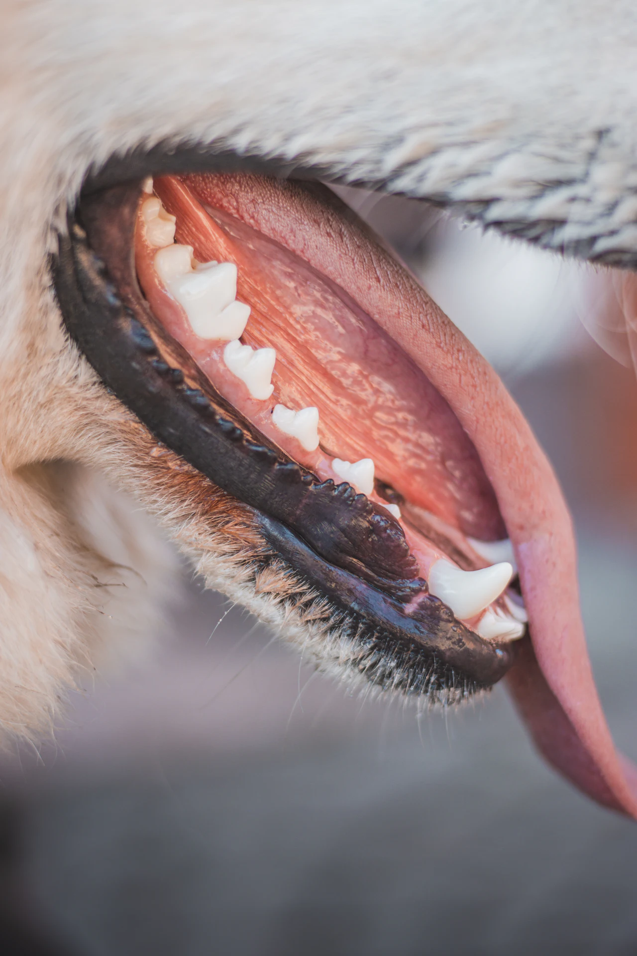 Gros plan sur la gueule et les dents d'un chien