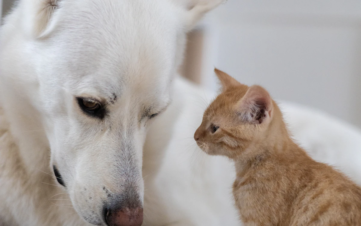 Chien et chat ensemble, marché de l assurance animale