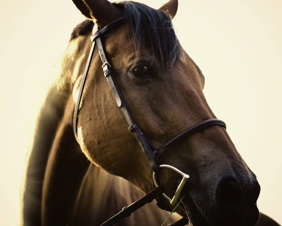 Cheval en bonne santé protégé par une assurance cheval