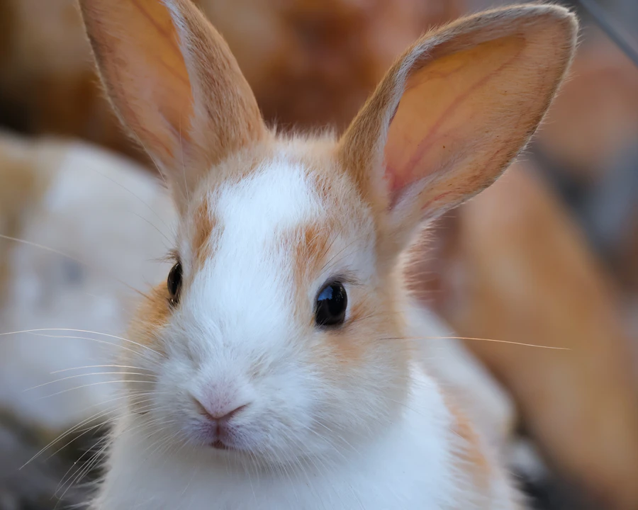 Lapin de compagnie protégé par une assurance NAC