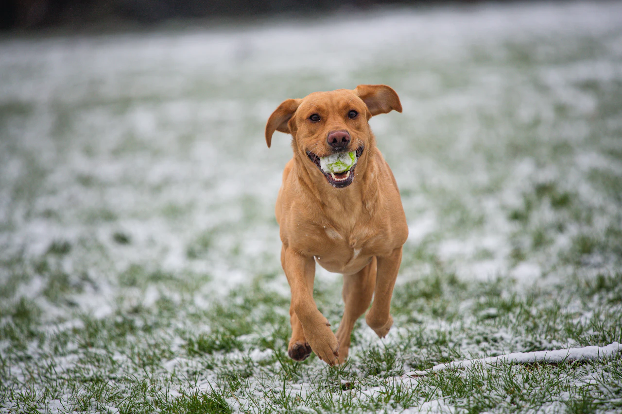 Grand chien actif qui court dans un champ