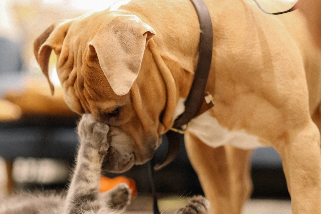Coût des frais vétérinaires et d'une assurance animaux par espèce en 2026