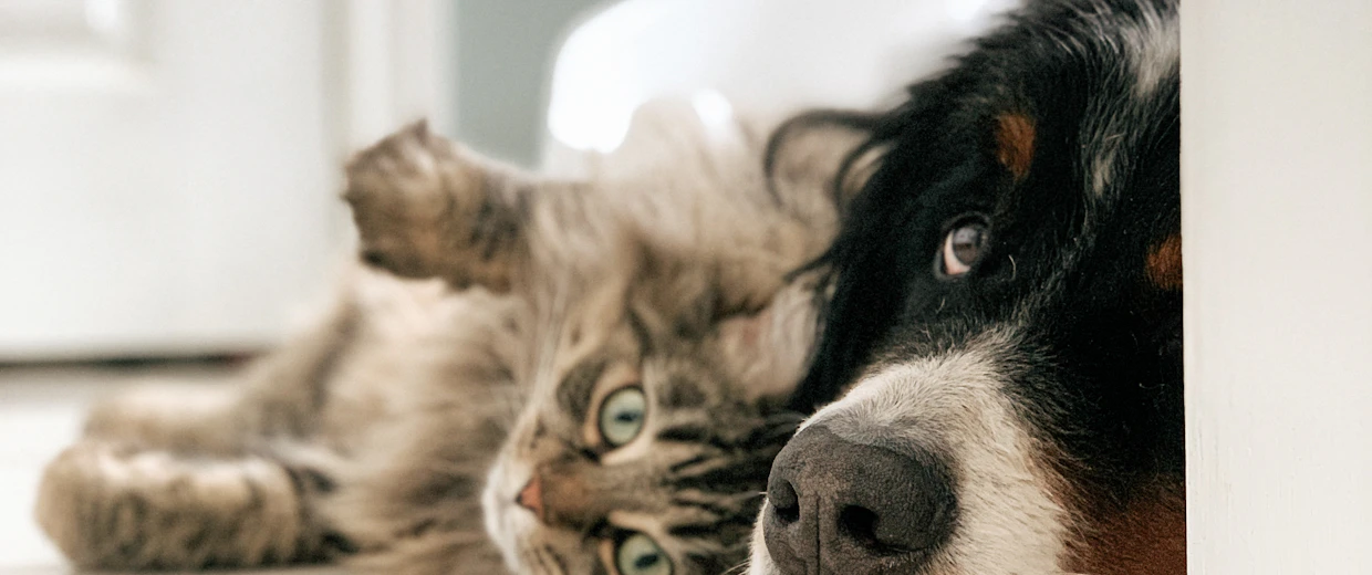 Assurance animaux 2026 : un chien et un chat en consultation chez le vétérinaire