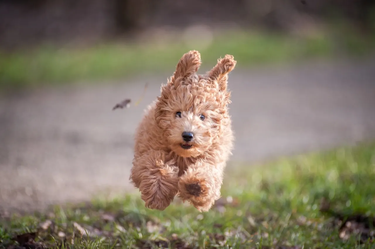 Caniche en bonne santé : comparatif des meilleures assurances