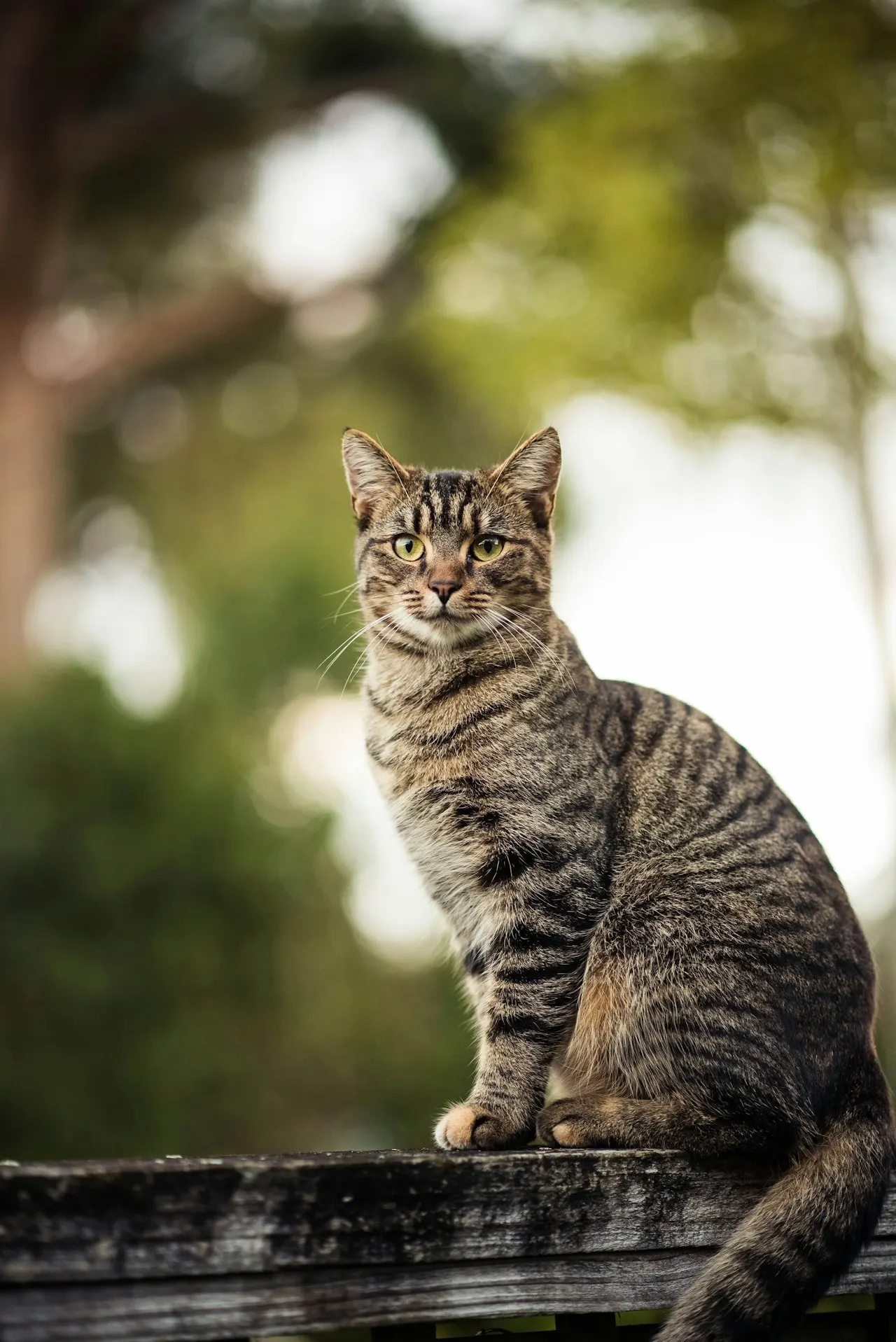 Chat Européen en bonne santé : comparatif des meilleures assurances