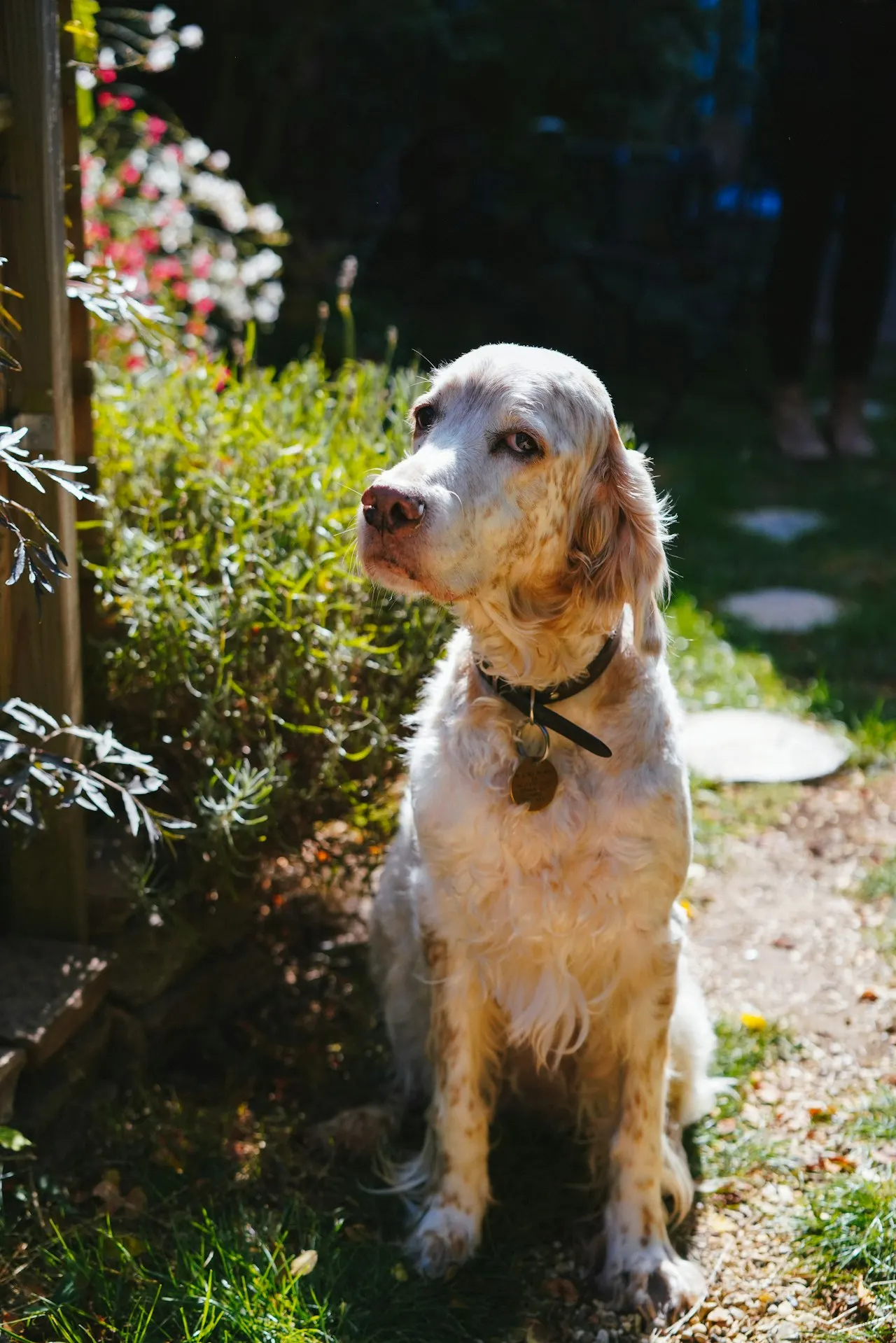 Setter Anglais en bonne santé, illustration assurance chien