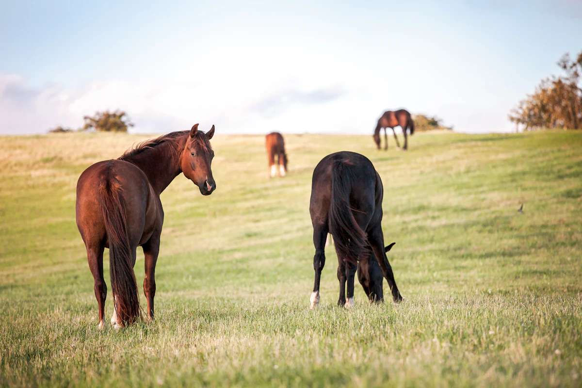 Un cheval en bonne santé au pré