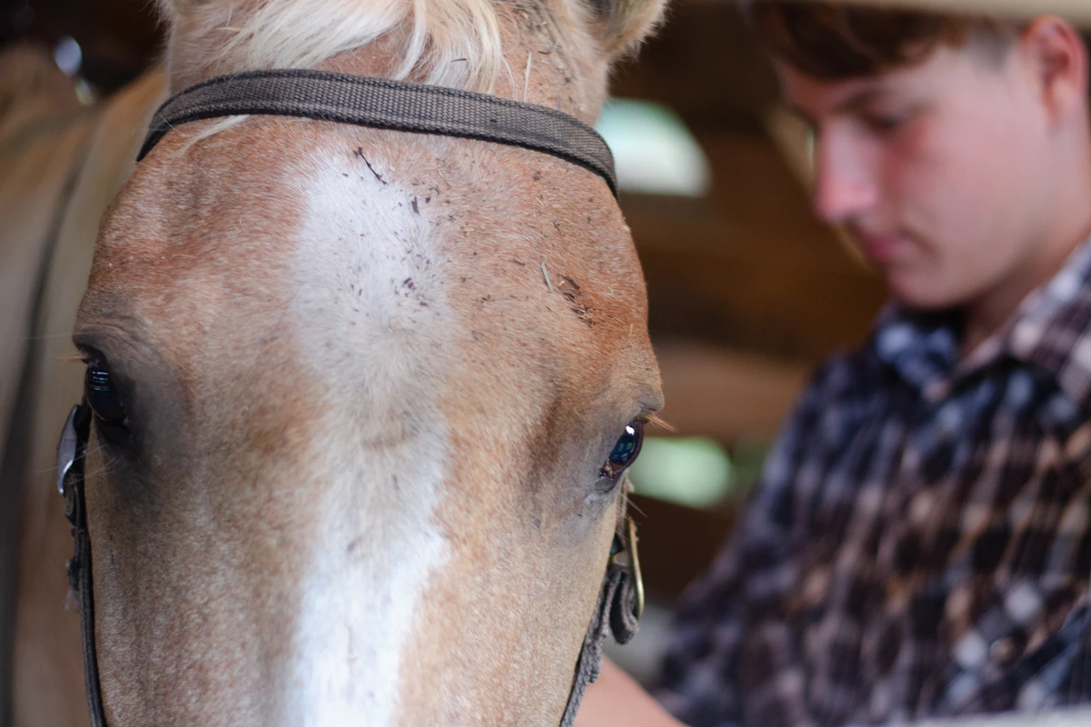 Un cheval examiné par un vétérinaire équin
