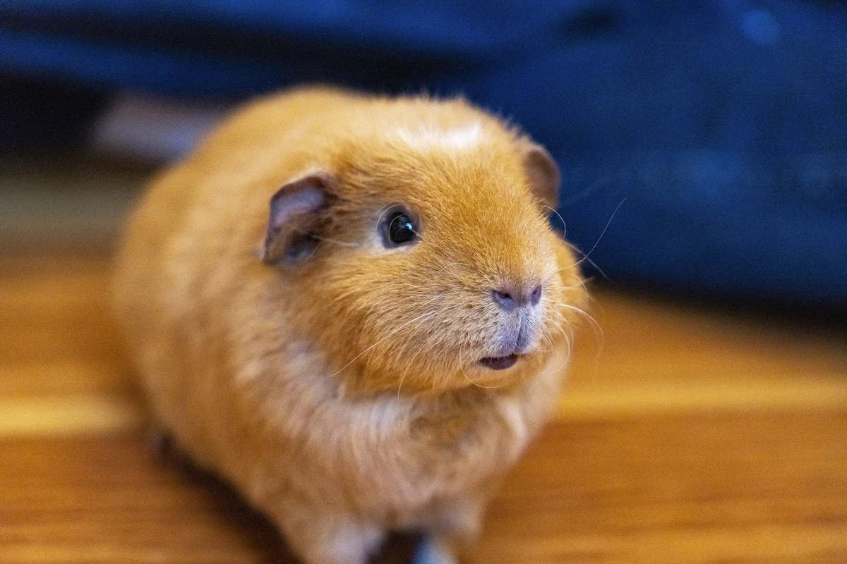 Un cochon d'Inde roux attentif sur le parquet