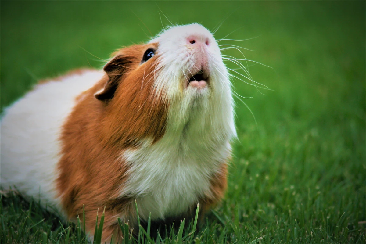 Un cochon d'Inde blanc et roux dans l'herbe
