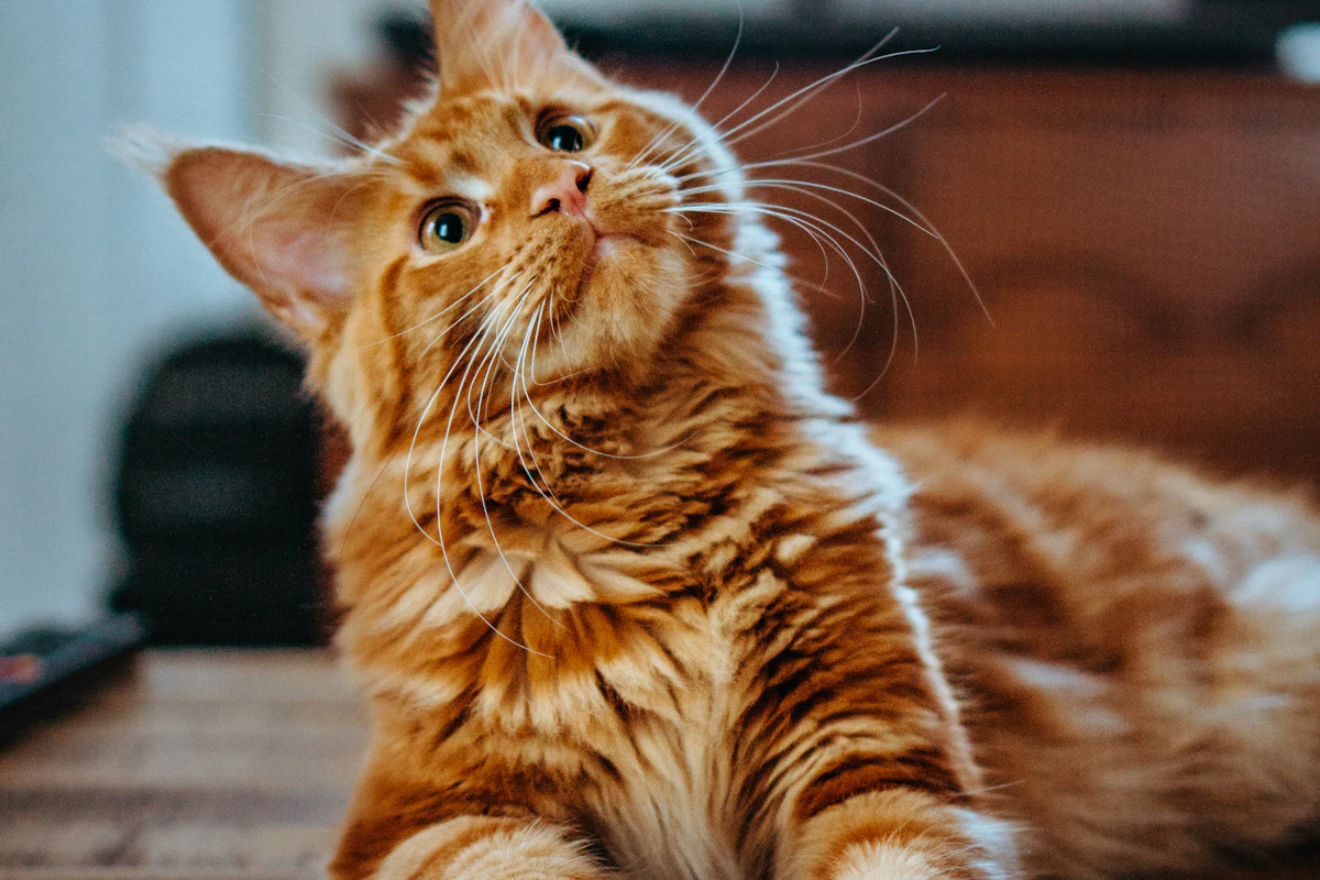 Un chat de compagnie en bonne santé