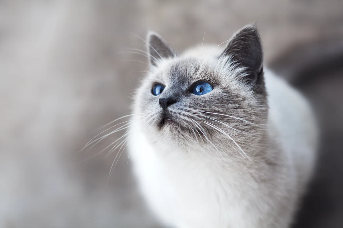 Un chat de compagnie en bonne santé