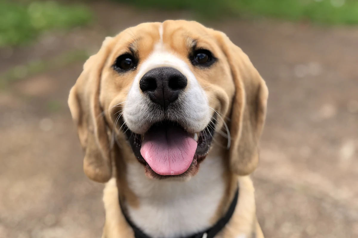 Un chien de compagnie en bonne santé
