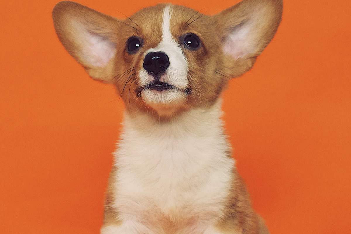 Un chien de compagnie en bonne santé