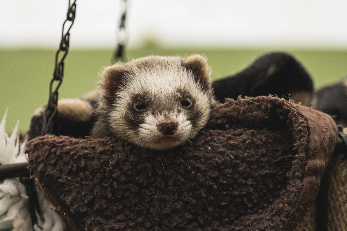 Un furet joue dans son hamac