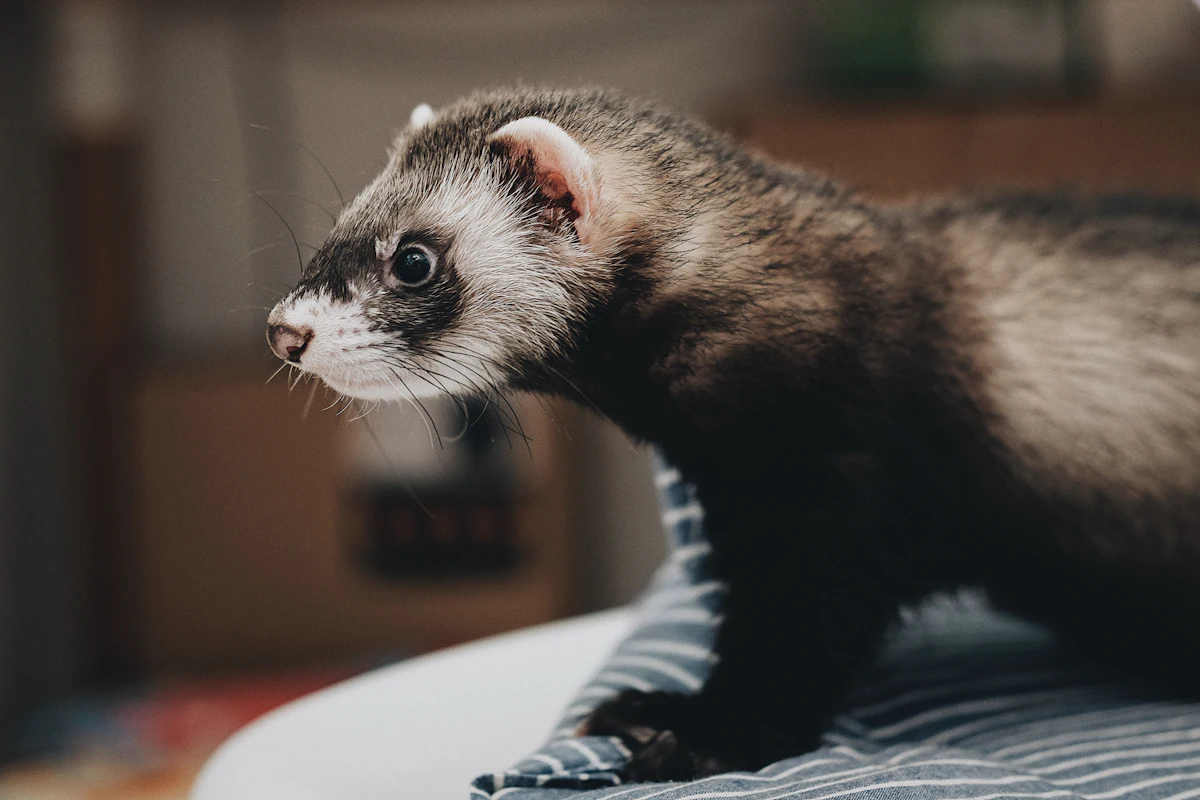 Un furet domestique curieux explore le salon