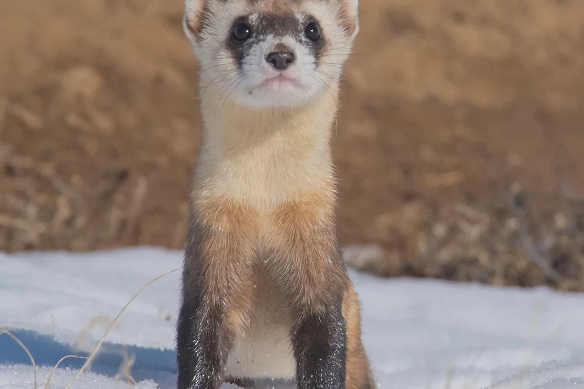 Un furet de compagnie en bonne santé