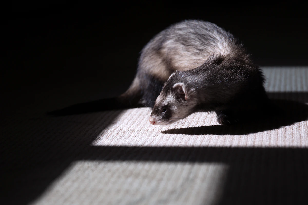 Un furet de compagnie en bonne santé