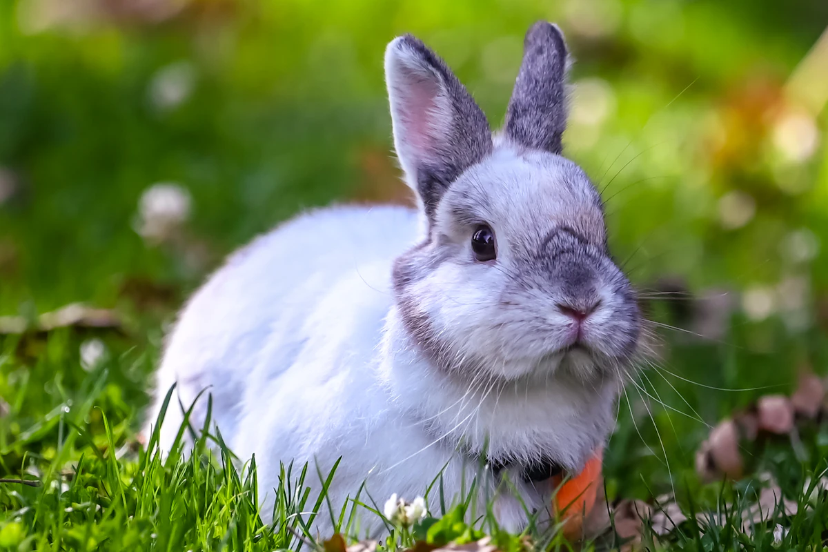 Un lapin de compagnie en bonne santé à la maison