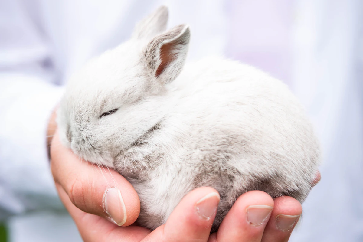 Un lapin ausculté par un vétérinaire spécialisé NAC