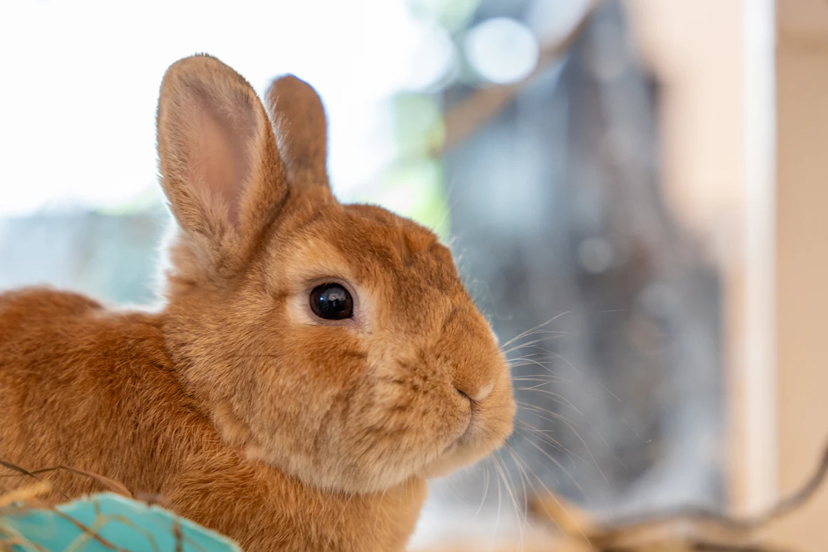 Un lapin ausculté par un vétérinaire spécialisé NAC