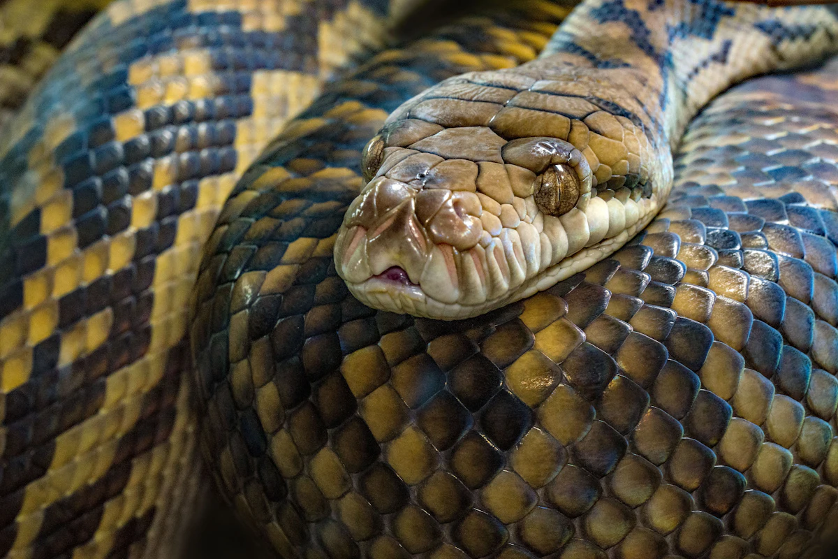 Un serpent vert lové sur une branche de son terrarium