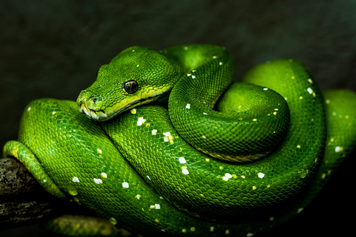 Un python vert enroulé autour d'une branche