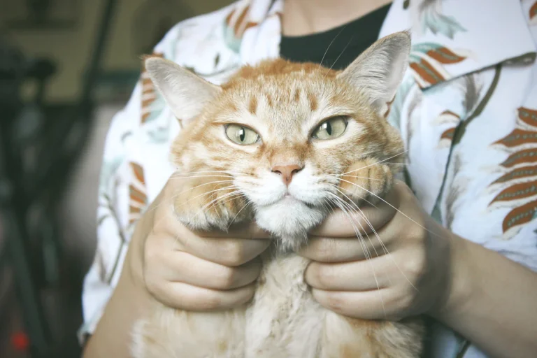 Abcès chez le chat : symptômes, traitement et coût des soins