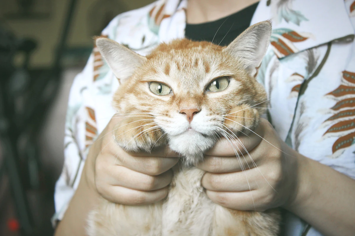 Abcès chez le chat : symptômes, traitement et coût des soins