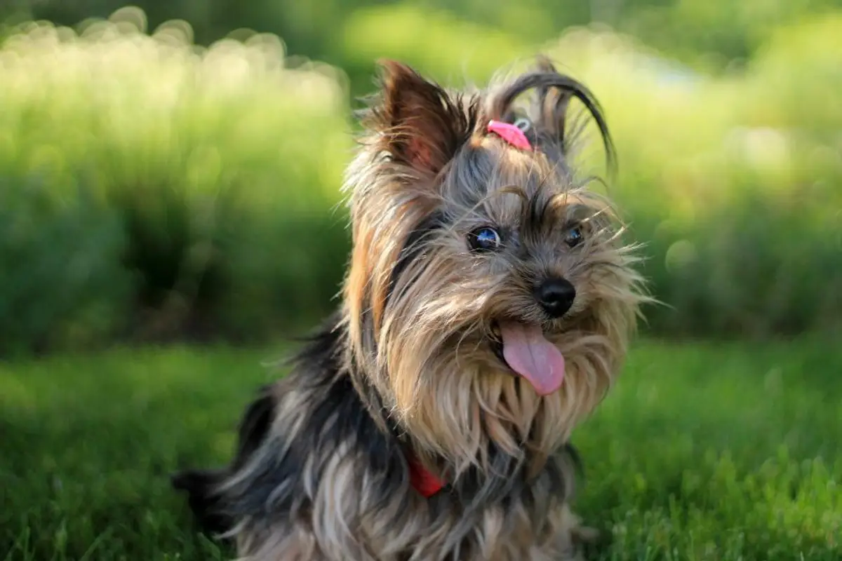 Allergies chien et chat : symptômes, types et traitements